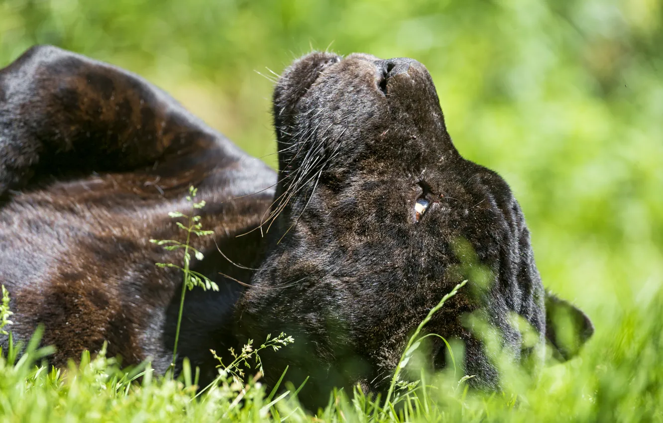 Photo wallpaper cat, grass, face, the sun, profile, black Jaguar, ©Tambako The Jaguar