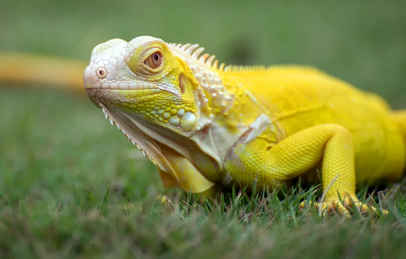 Photo wallpaper grass, look, yellow, iguana, bokeh