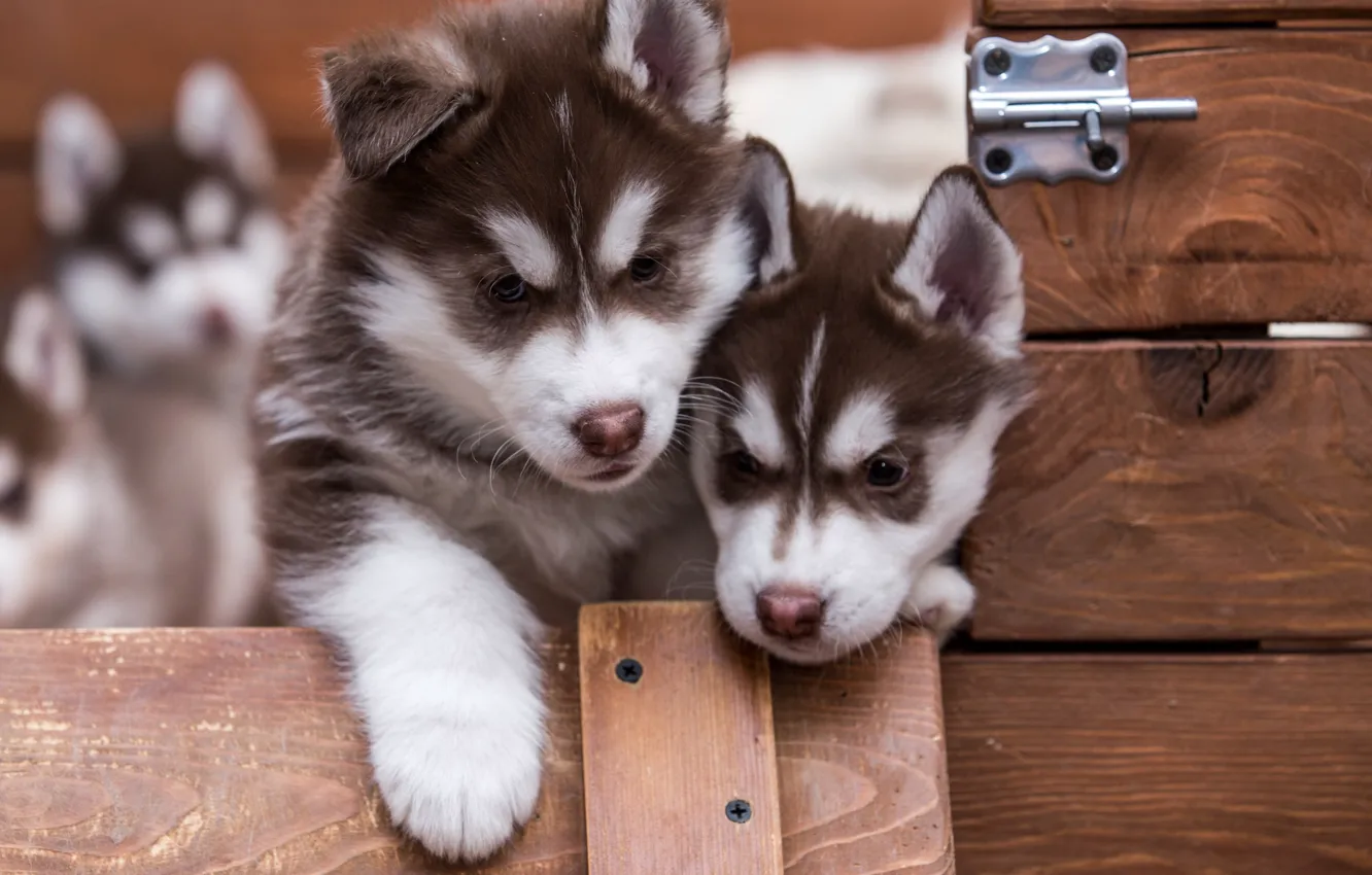 Photo wallpaper Puppies, Husky, Cuties