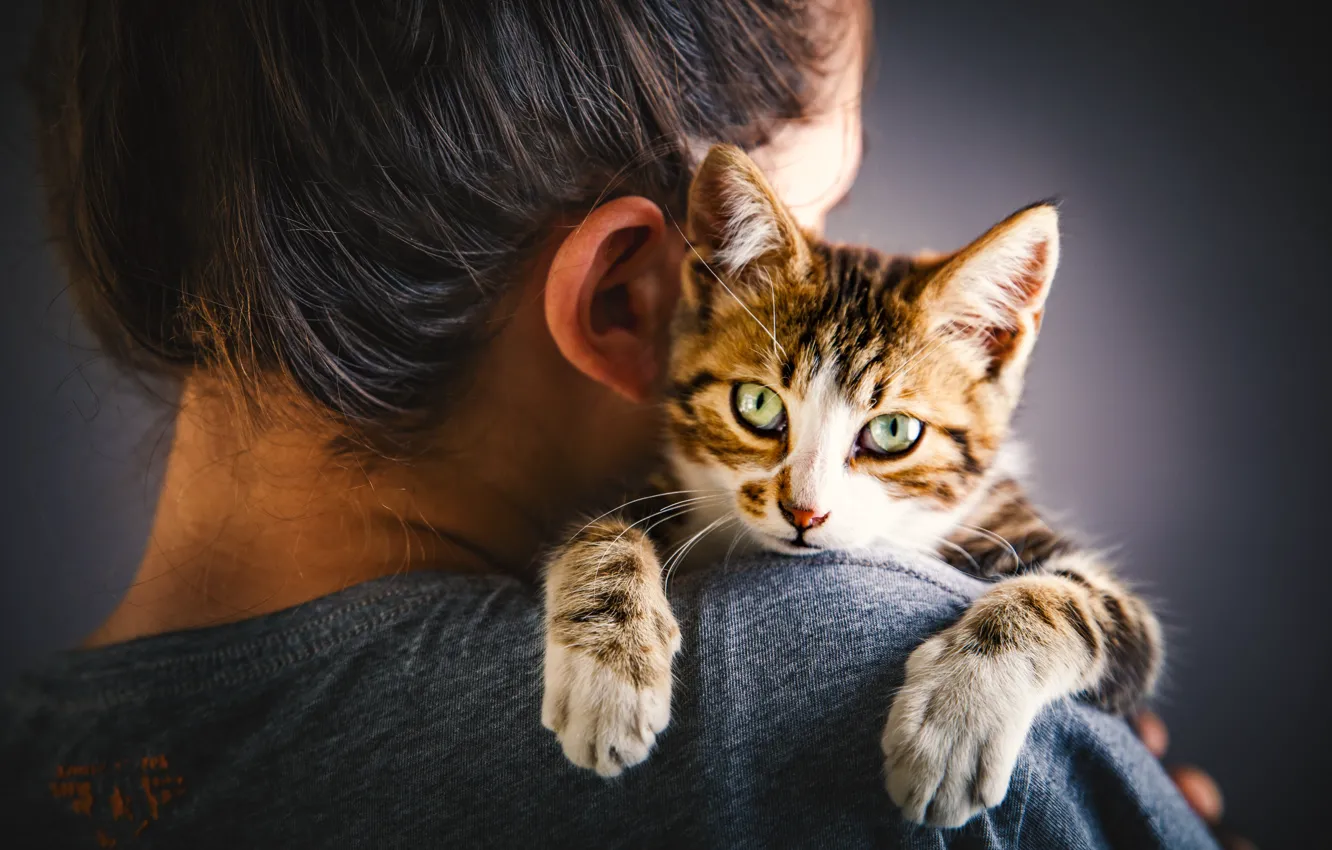 Photo wallpaper cat, cat, look, girl, hair, legs, kitty, face