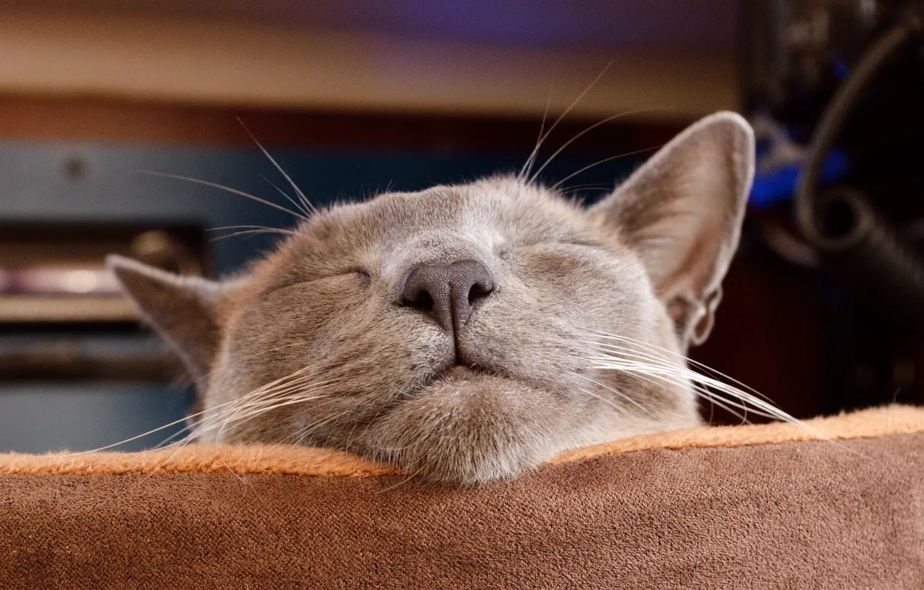 Photo wallpaper cat, face, nose, sleeping