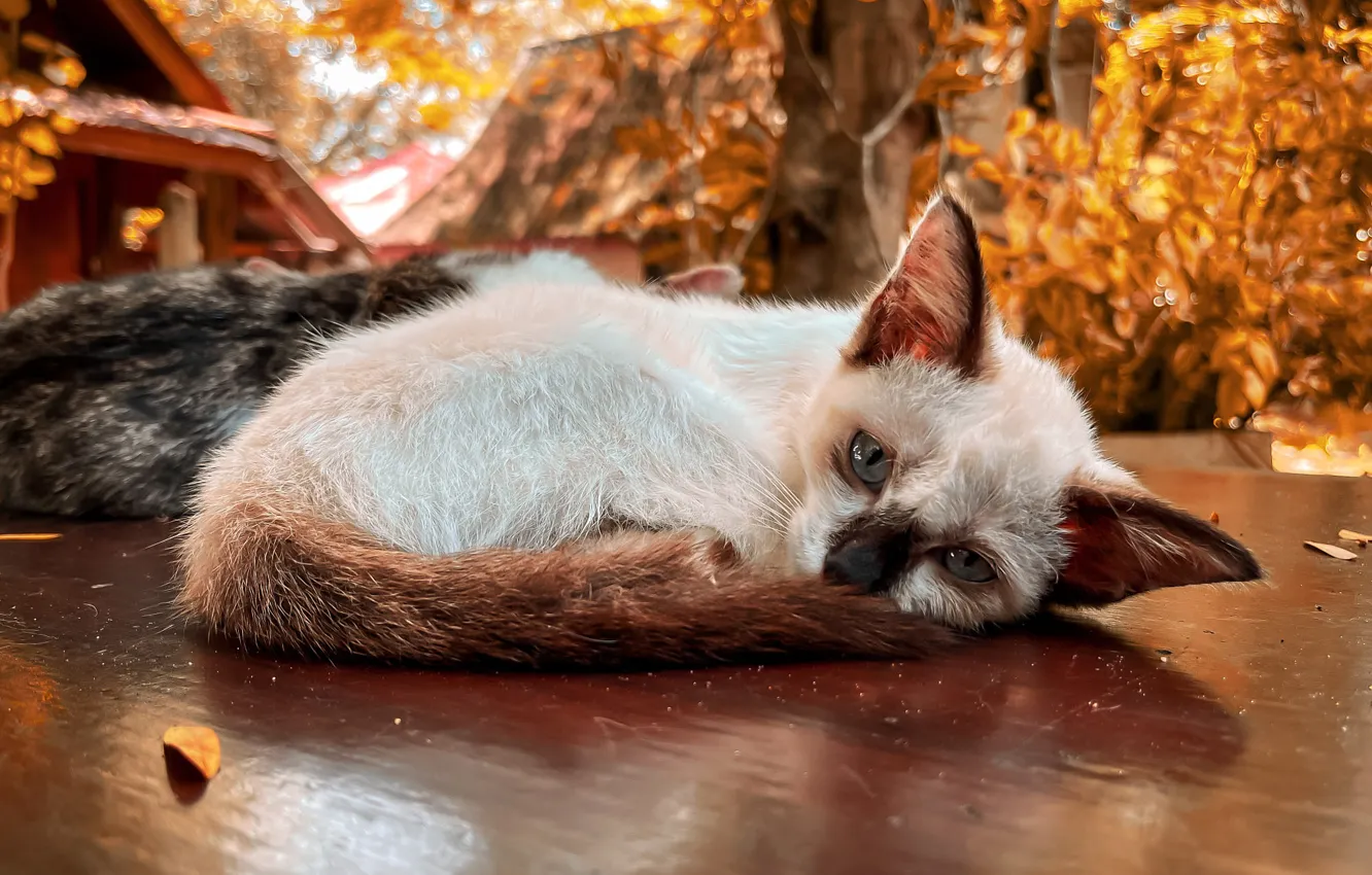 Photo wallpaper sadness, autumn, cat, foliage, garden, leaf, lies, kitty