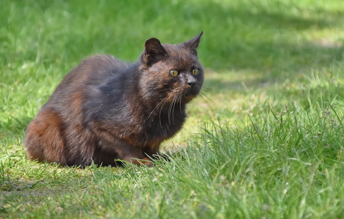 Photo wallpaper nature, animal, cat