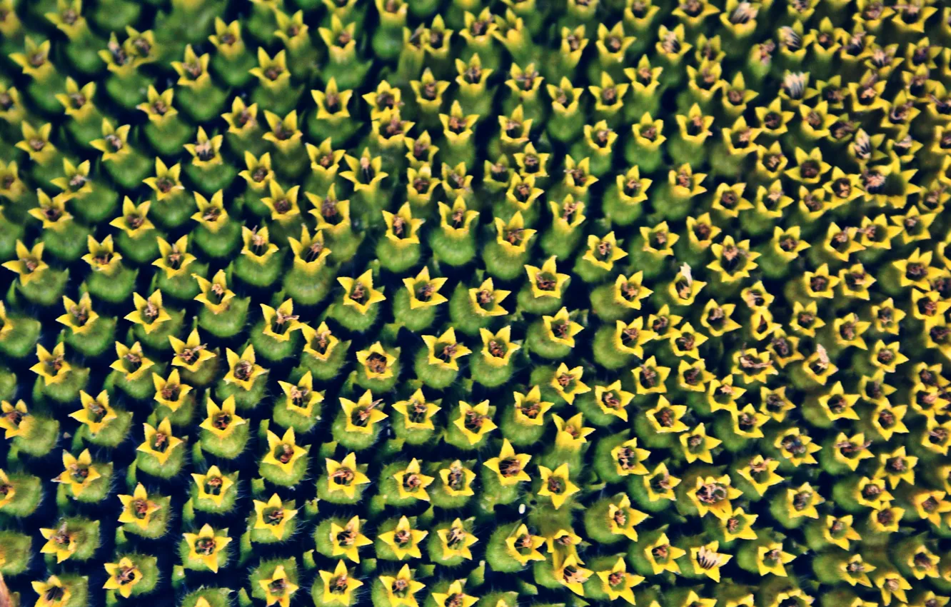 Photo wallpaper flower, plant, sunflower, seeds