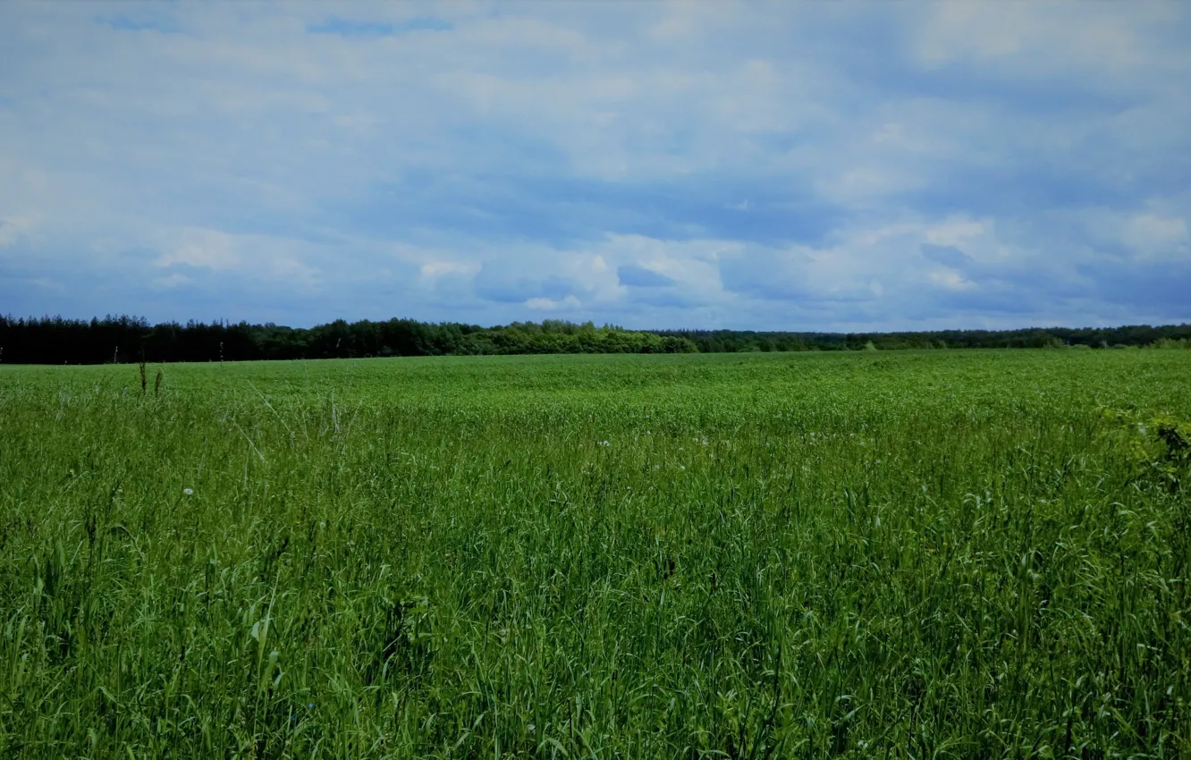 Photo wallpaper field, forest, the sky, nature, the sky in the clouds