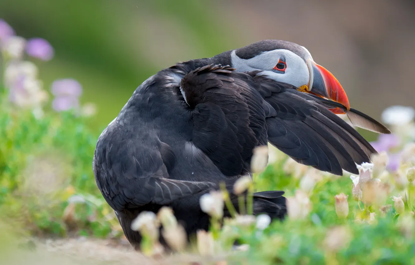 Photo wallpaper look, nature, bird, wings, stalled, stroke