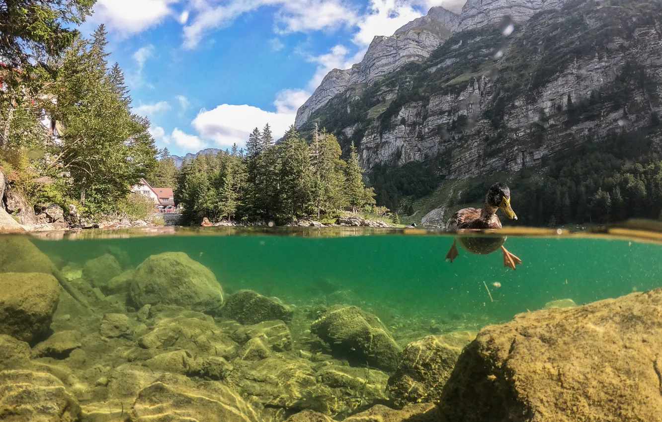 Photo wallpaper bird, shore, duck, pond