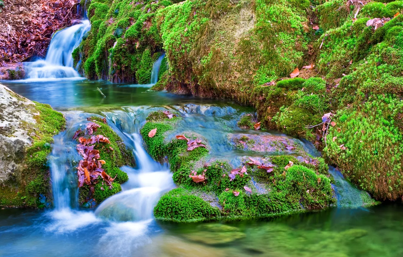 Photo wallpaper leaves, stones, moss, river