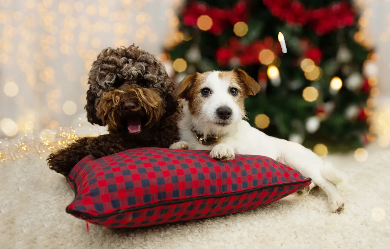 Photo wallpaper dogs, look, lights, pose, together, dog, Christmas, pair