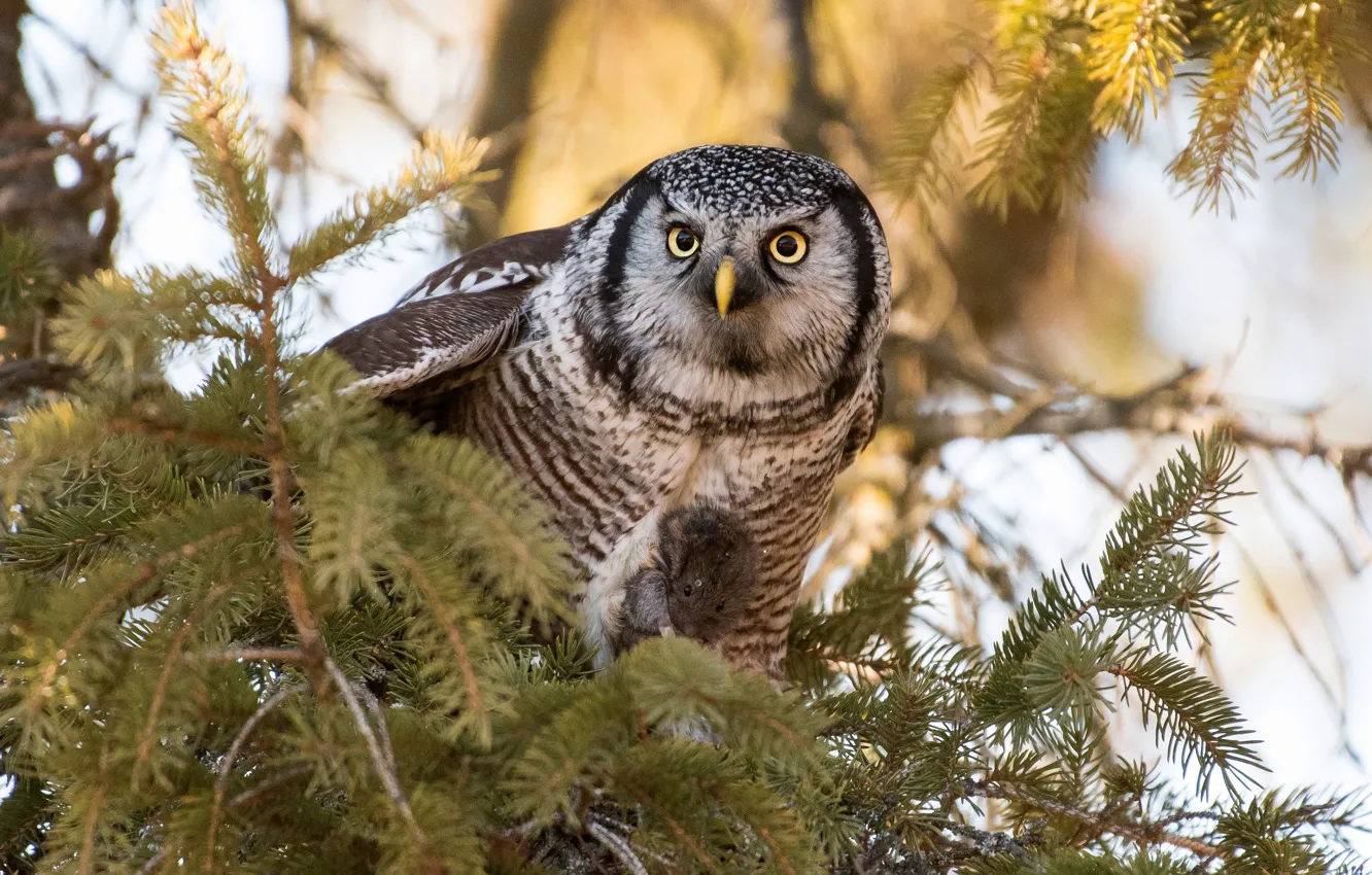 Photo wallpaper look, branches, owl, bird, mouse, needles, mining