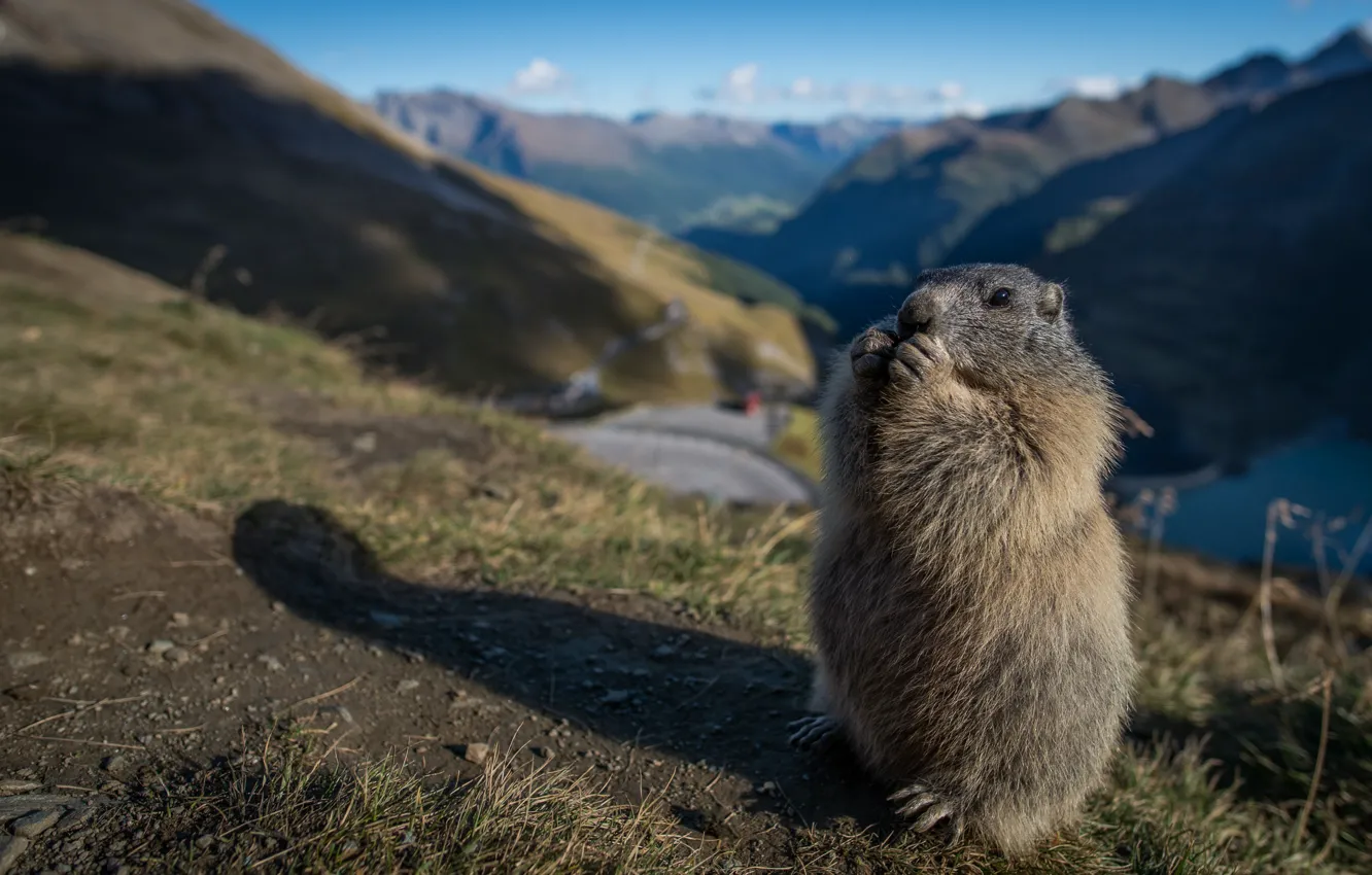 Photo wallpaper stand, marmot, rodent