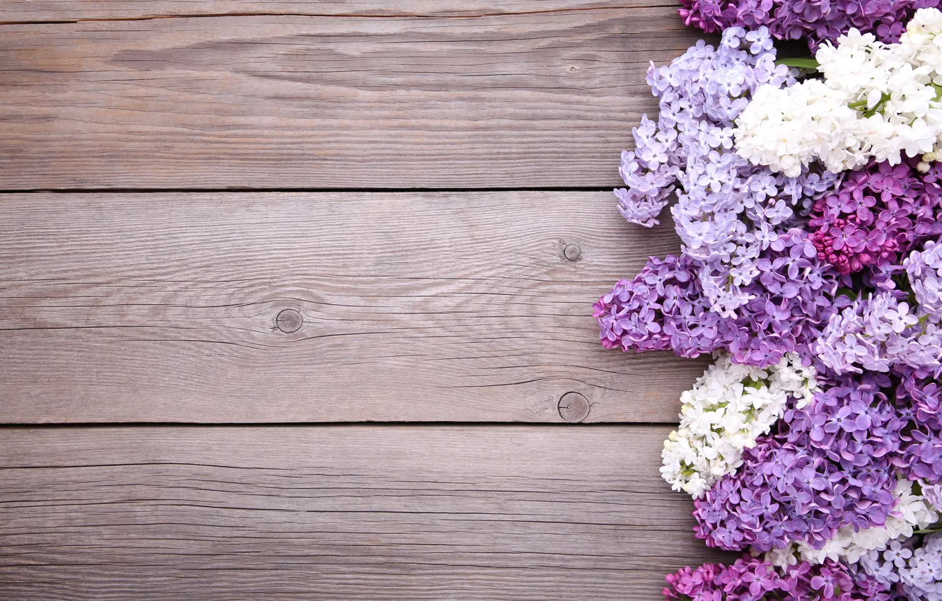 Photo wallpaper flowers, background, wood, flowers, lilac, purple, lilac