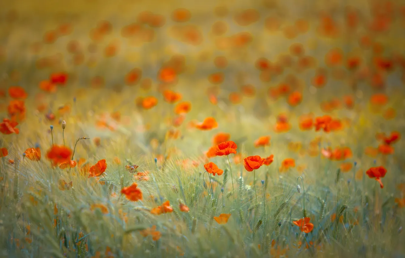 Photo wallpaper field, flowers, red, glade, rye, Maki, ears, cereals