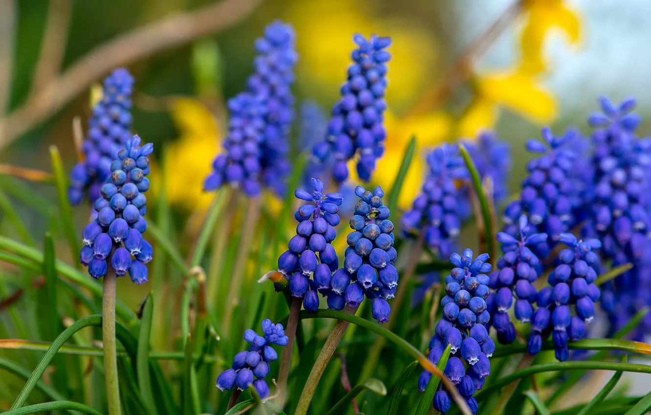 Photo wallpaper greens, flowers, stems, bright, spring, garden, flowerbed, blue