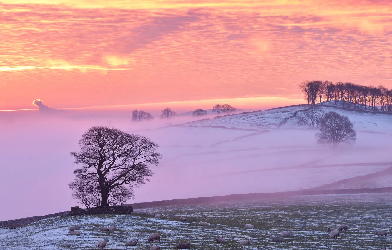Photo wallpaper winter, fog, sheep, morning