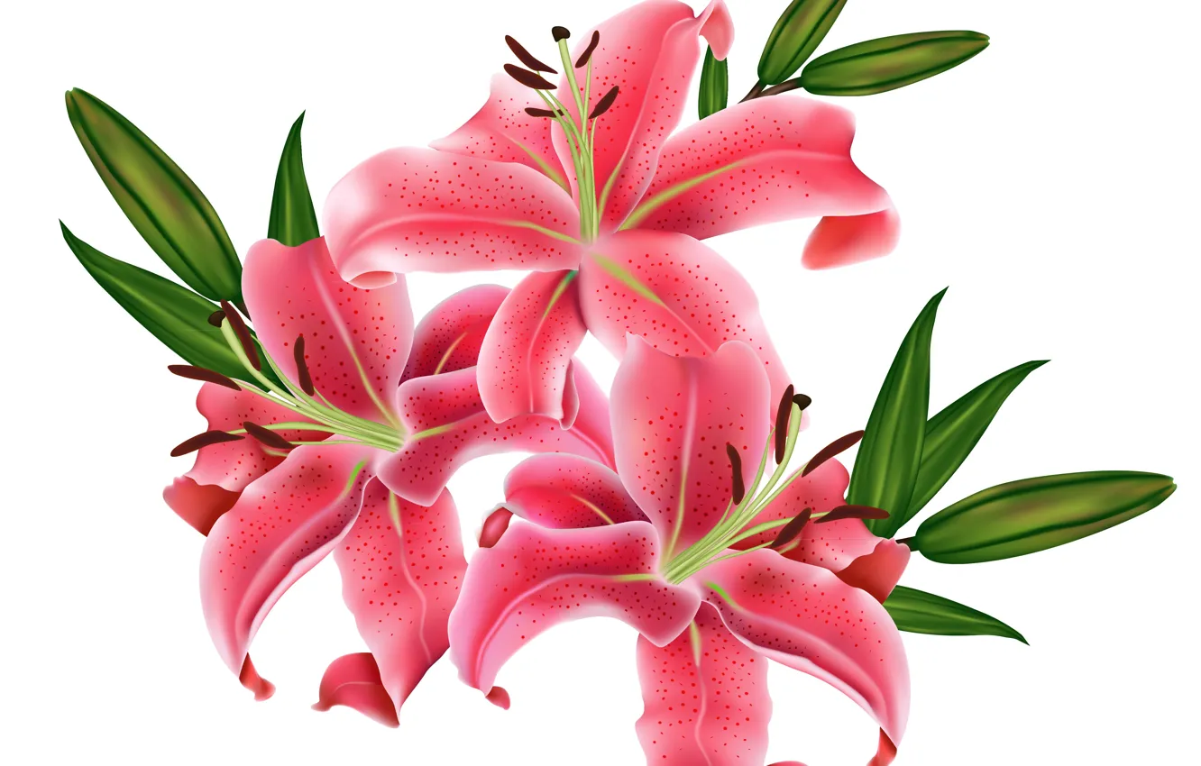 Photo wallpaper flowers, Lily, white background, pink, vector graphics