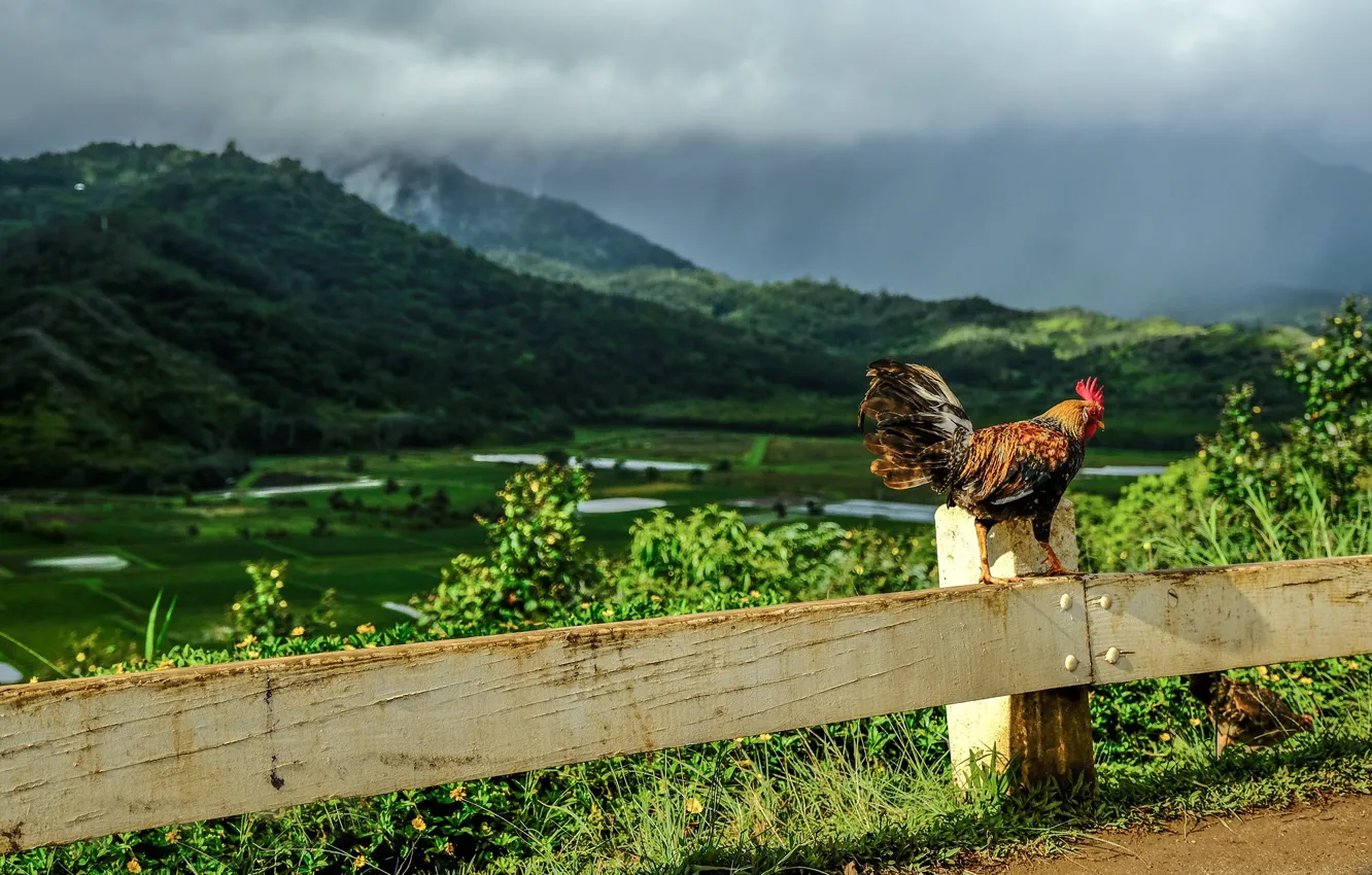 Photo wallpaper road, field, light, mountains, clouds, nature, bird, the fence