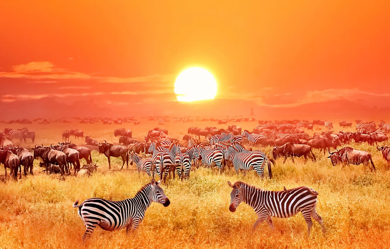 Photo wallpaper animals, Africa, antelopes, zebras, savannah