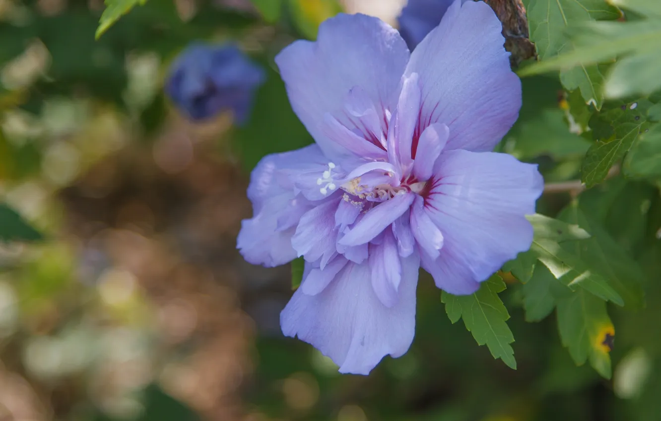 Photo wallpaper macro, branches, Hibiscus syriacus