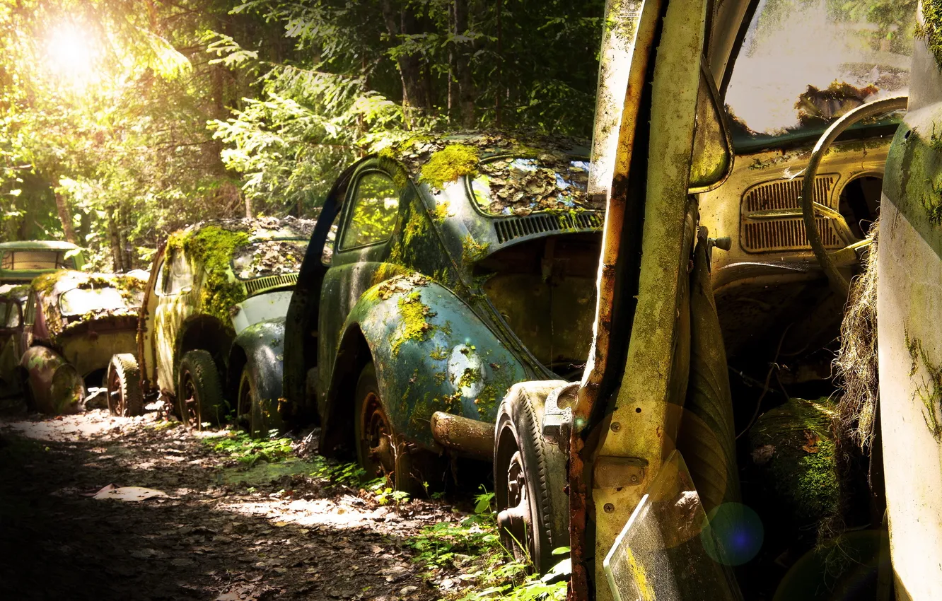 Photo wallpaper machine, forest, scrap