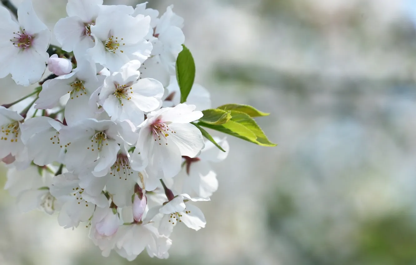 Photo wallpaper macro, flowers, nature, green, leaf, beauty, petals, blur