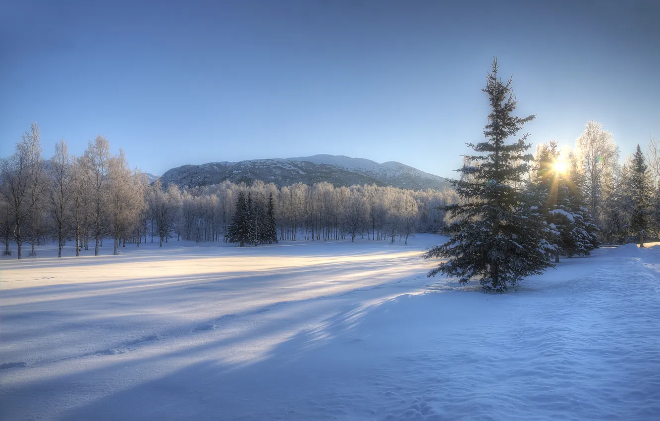 Photo wallpaper winter, trees, landscape, sunset