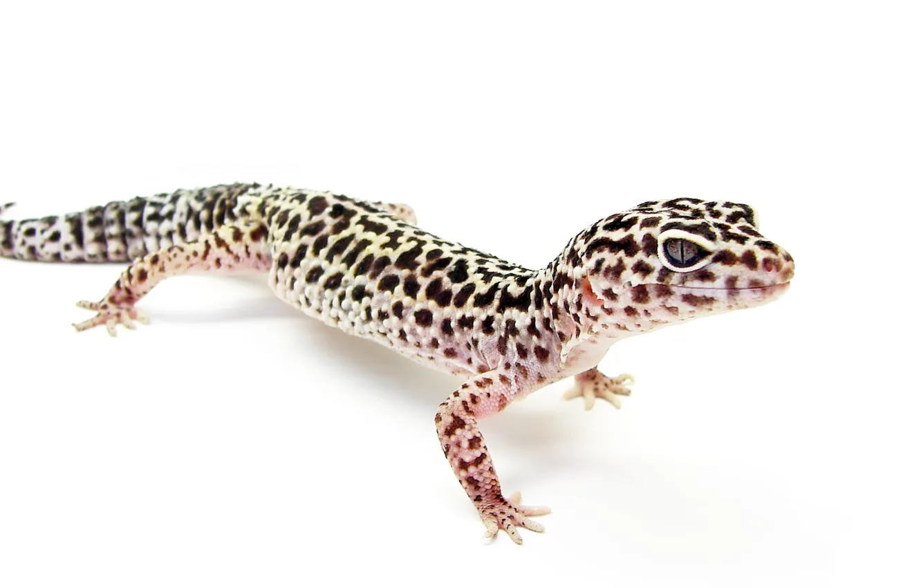 Photo wallpaper animal, black and gray gecko, Eublepharis macularius, eublepharis