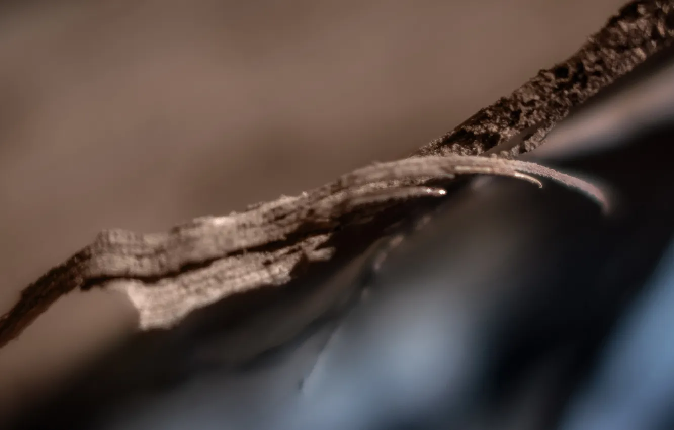 Photo wallpaper trees, minimalism, Agarwood chips