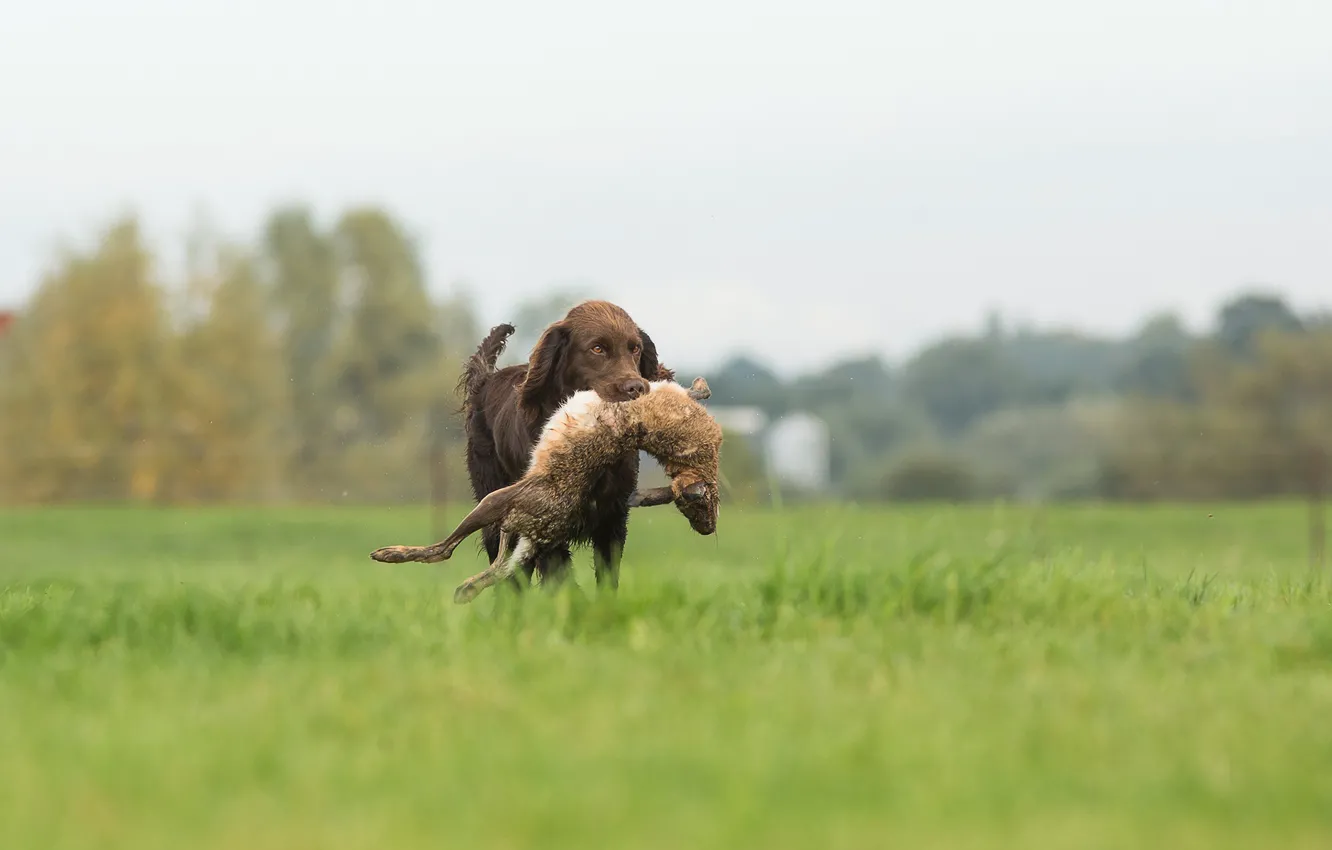 Photo wallpaper rabbit, hunter, hunting, Prey