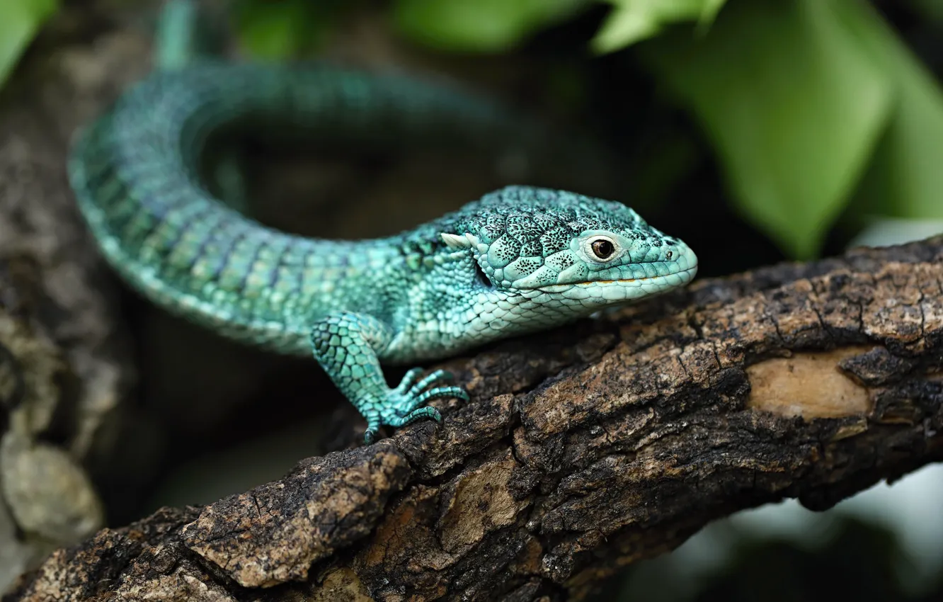 Photo wallpaper look, leaves, pose, the dark background, tree, branch, lizard, muzzle