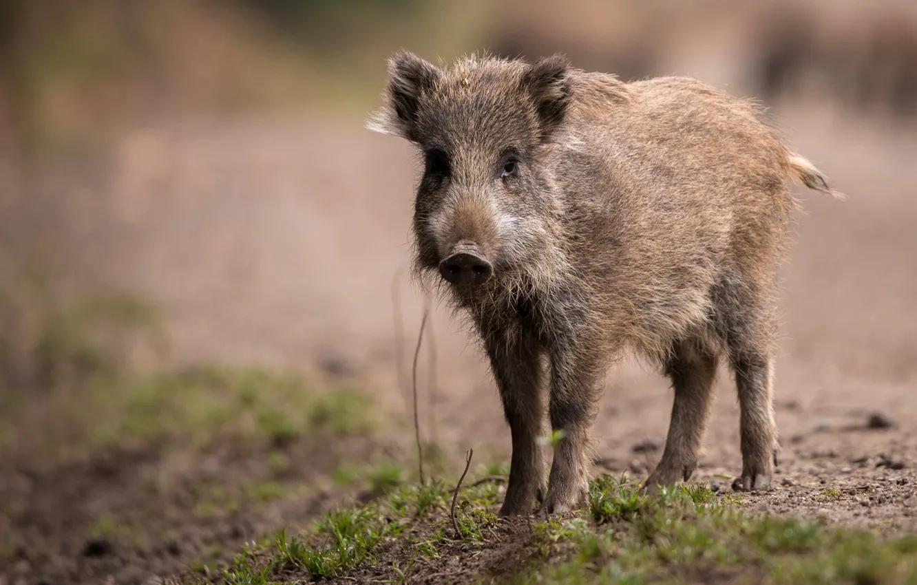 Photo wallpaper look, face, nature, background, baby, pig, boar, hog