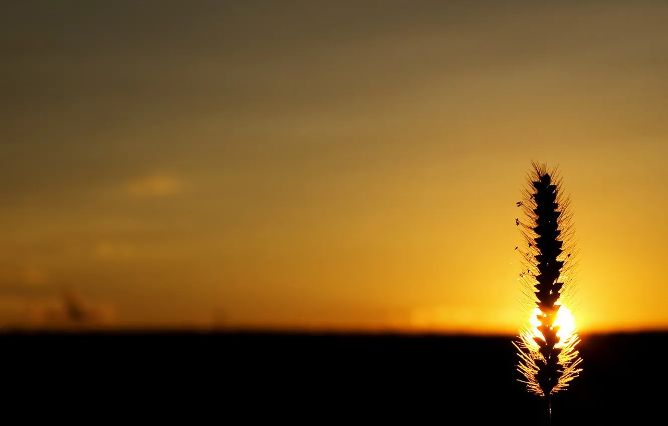 Photo wallpaper the sun, sunset, ears