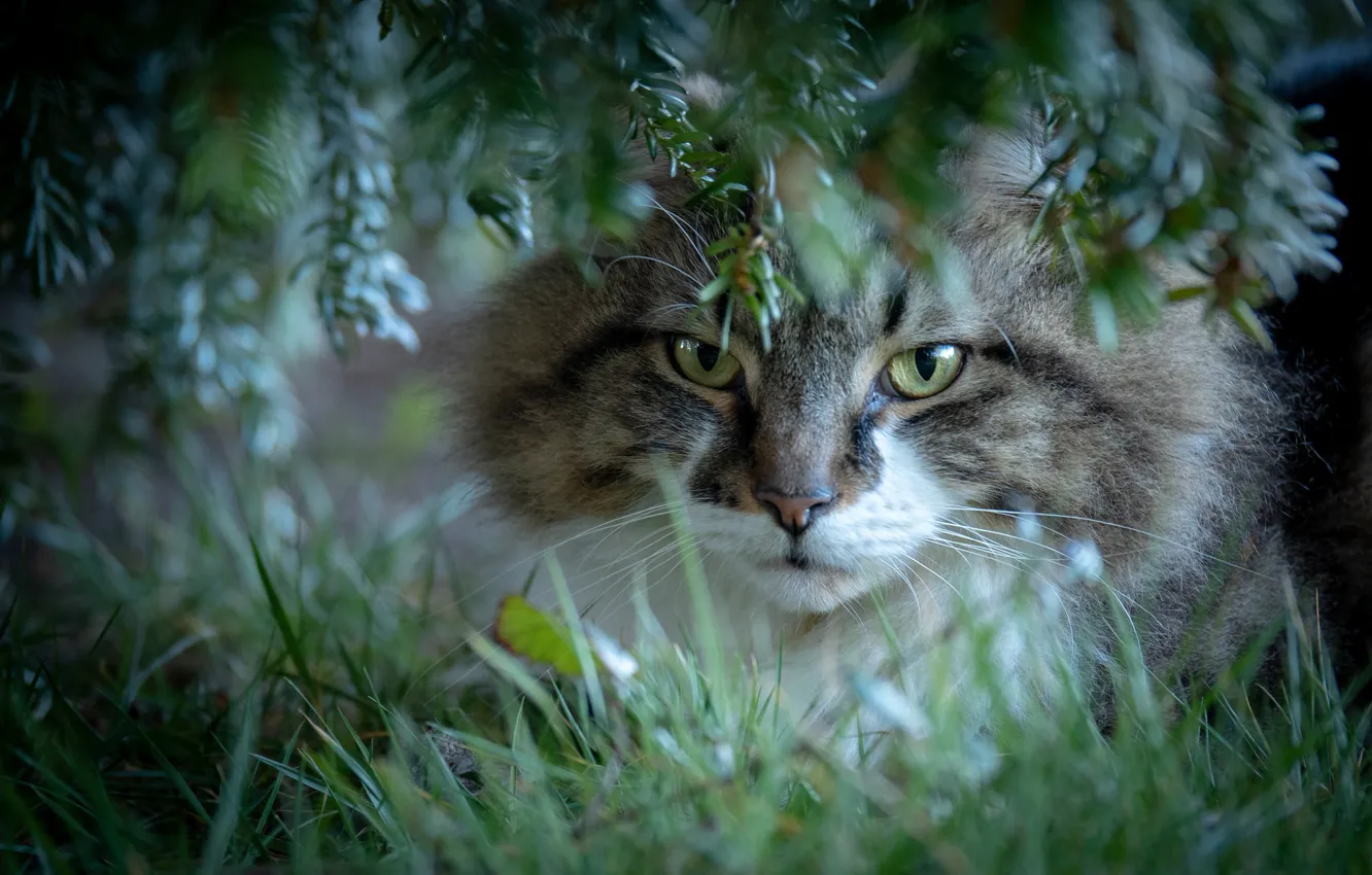 Photo wallpaper cat, grass, cat, look, branches, muzzle, cat