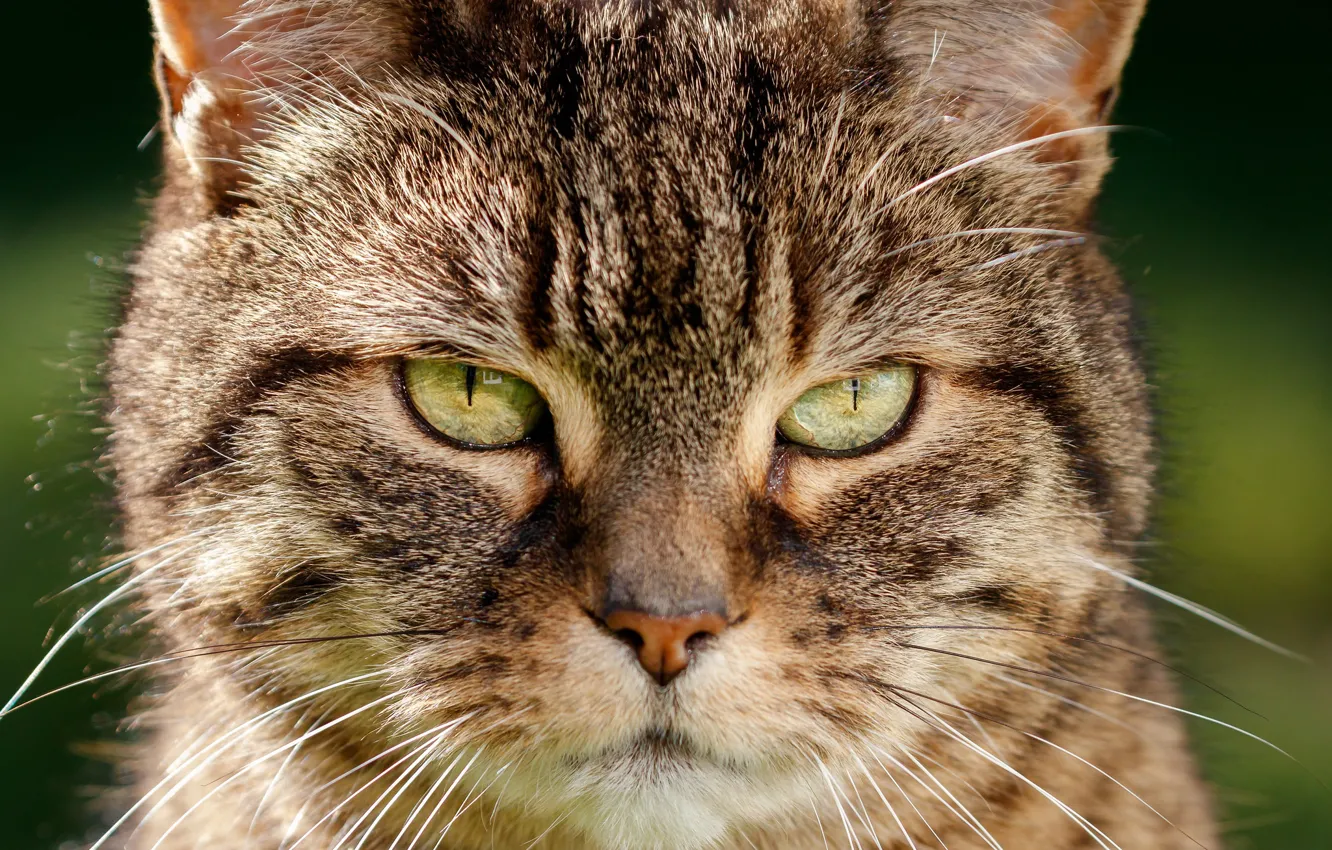 Photo wallpaper cat, look, face, Kote, cat