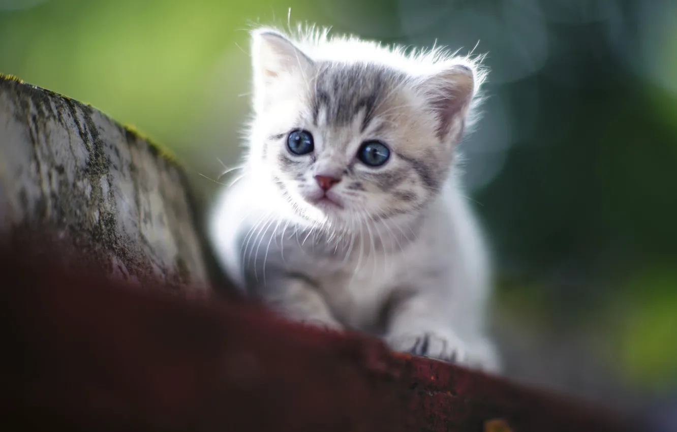 Photo wallpaper kitty, eyes, cute