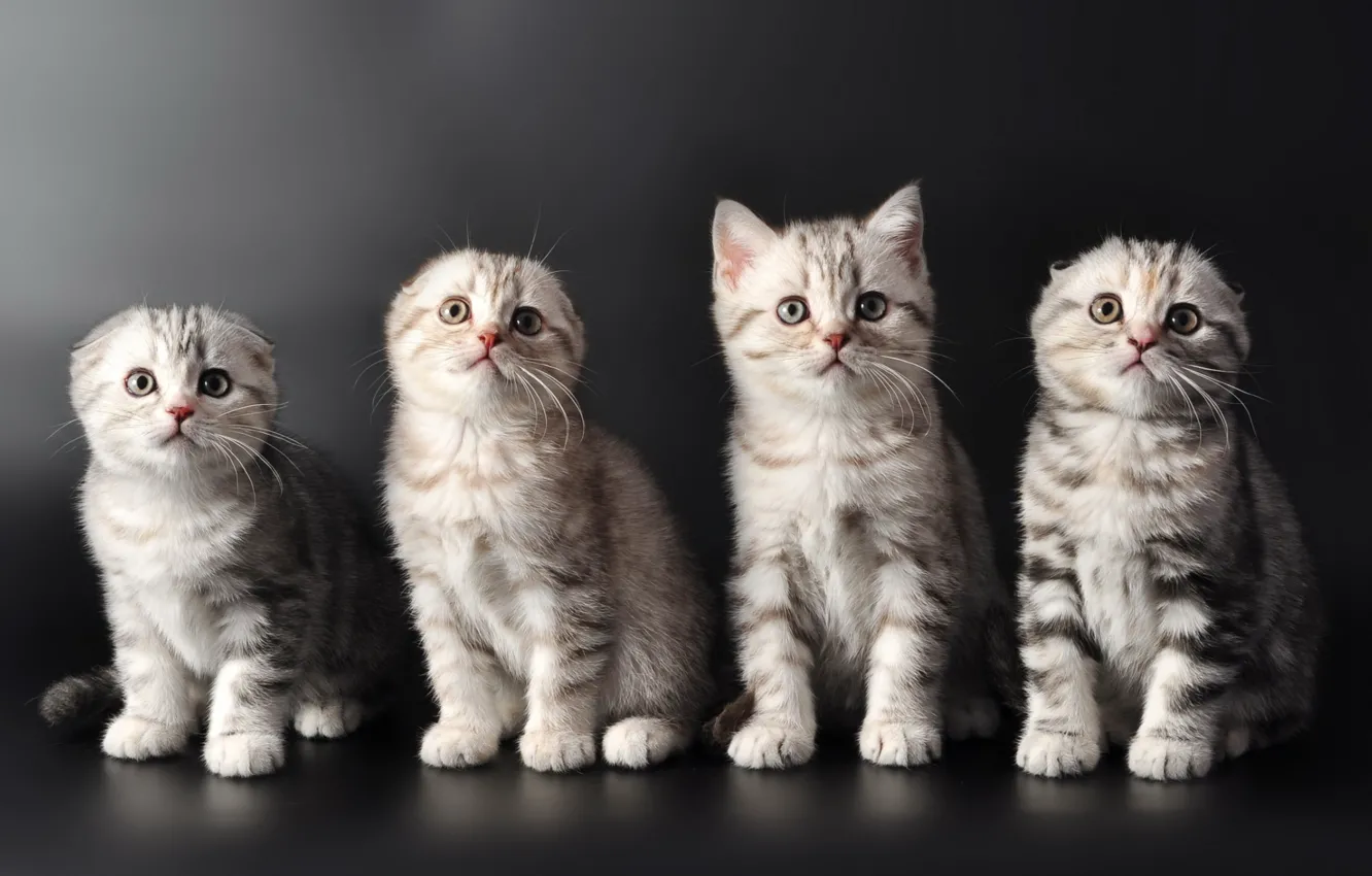 Photo wallpaper cats, kittens, cute