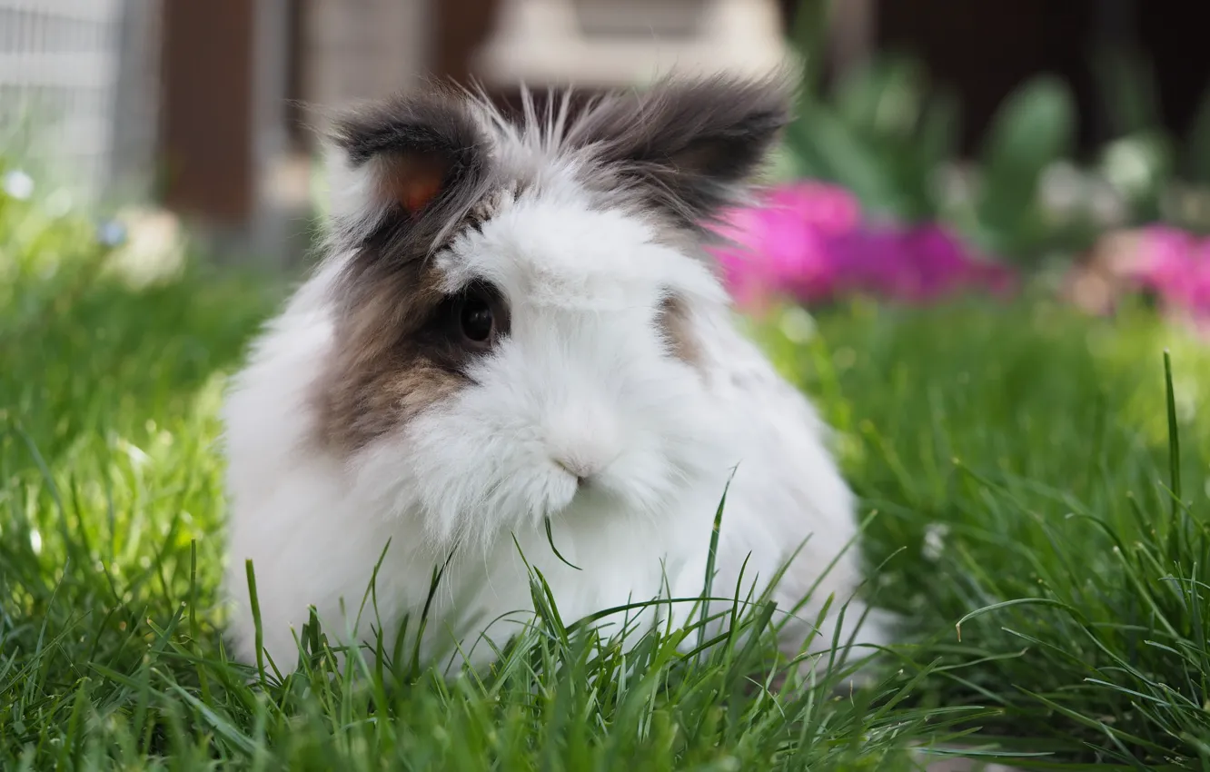 Photo wallpaper grass, portrait, fluffy, garden, rabbit, Bunny, face, bokeh