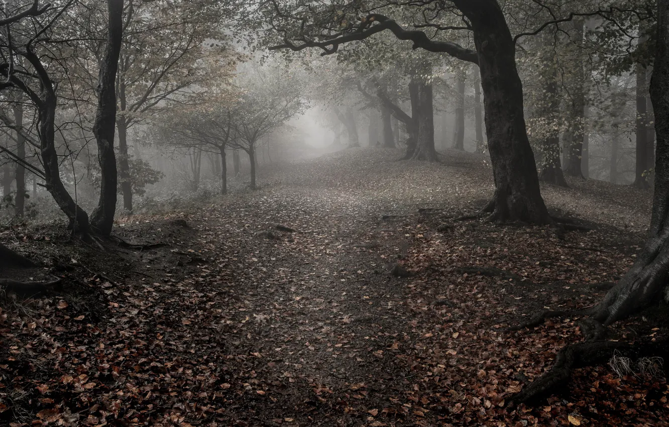 Photo wallpaper sadness, autumn, forest, leaves, trees, fog