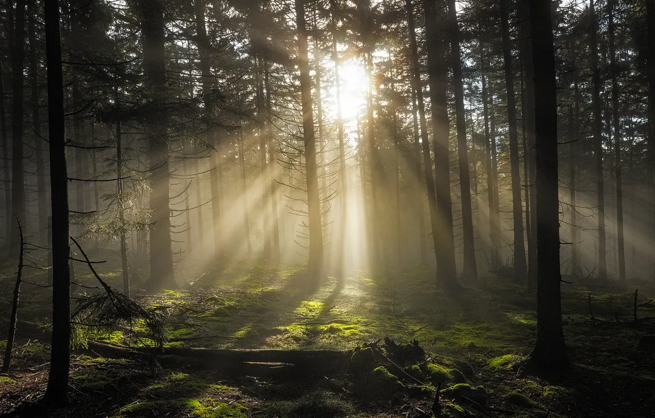 Photo wallpaper forest, the sun, rays, light, fog, glade, shadow, morning