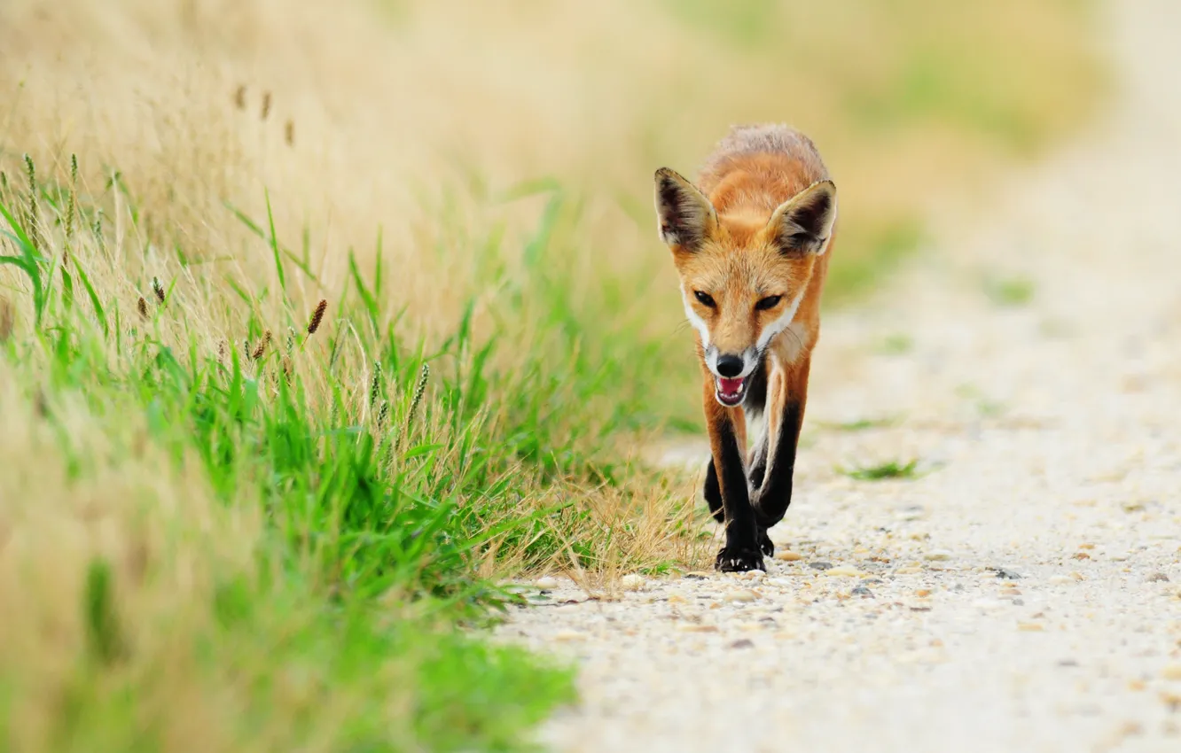 Photo wallpaper grass, animal, Fox, fox, red Fox