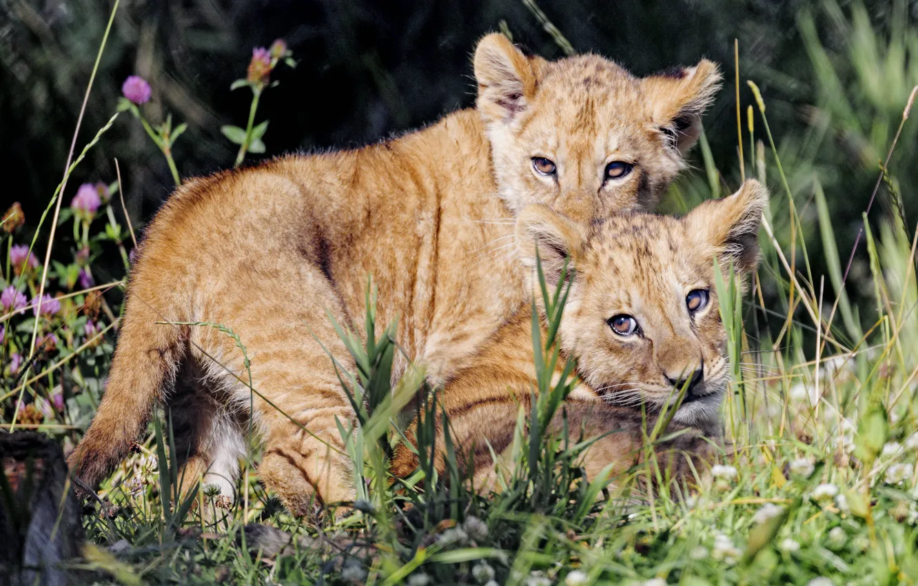Photo wallpaper baby, friendship, lion