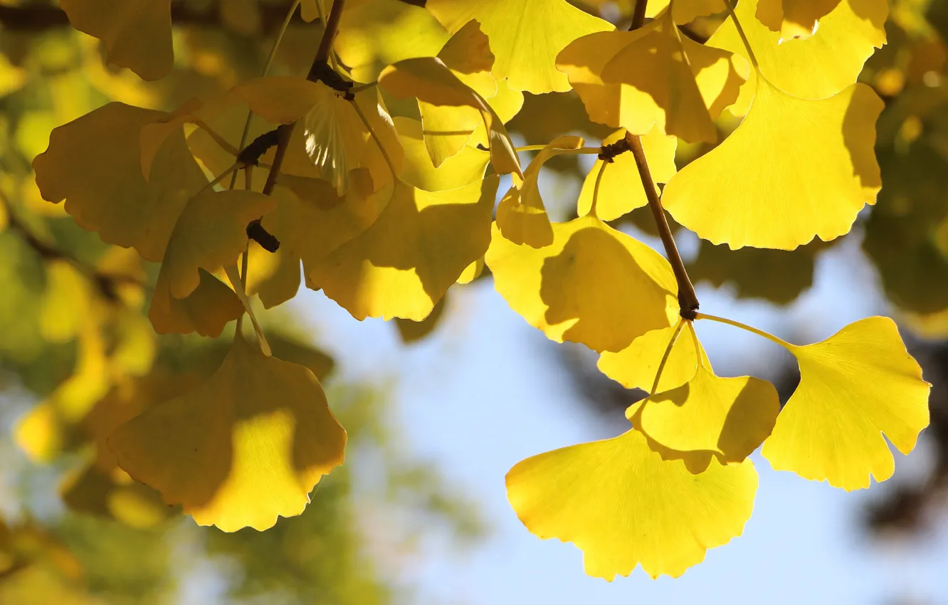 Photo wallpaper autumn, leaves, light, branches, yellow, bokeh, autumn leaves