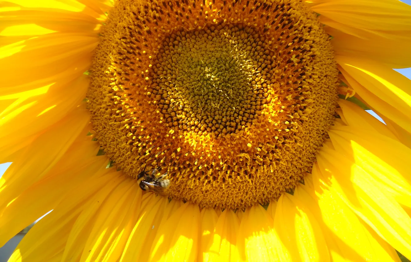 Photo wallpaper summer, the sky, bee, sunflower
