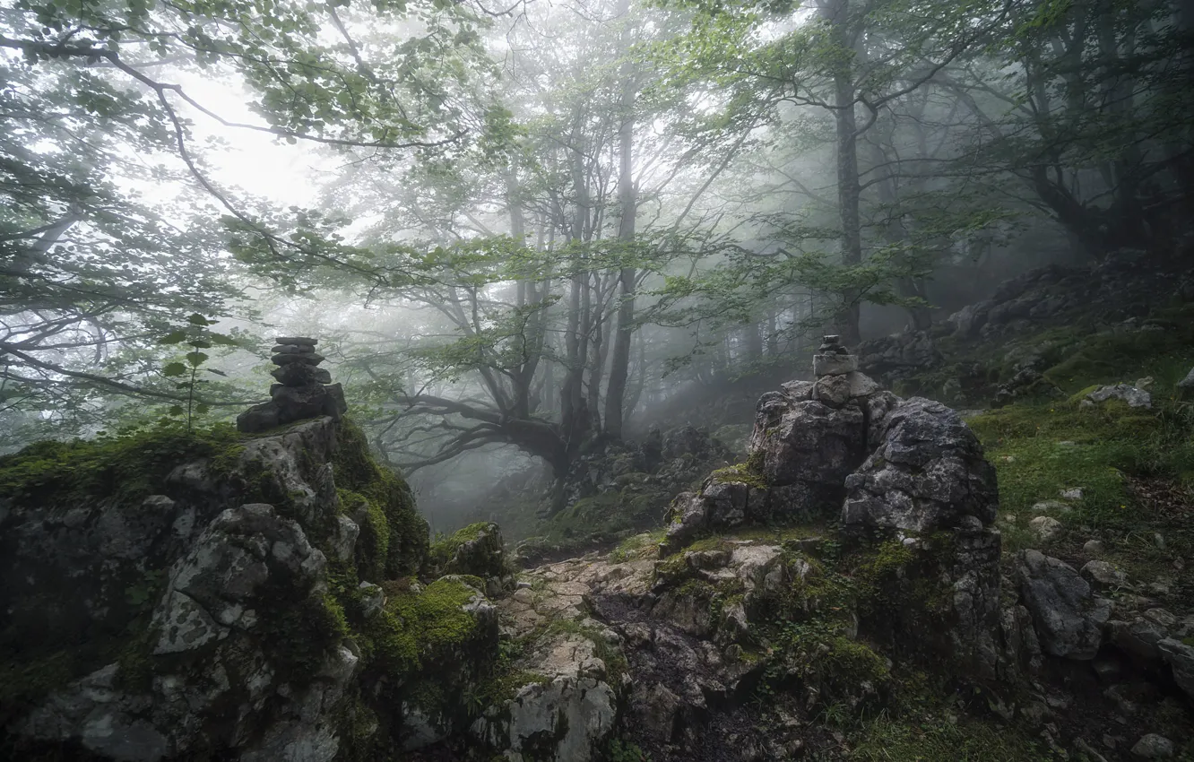 Photo wallpaper field, nature, fog