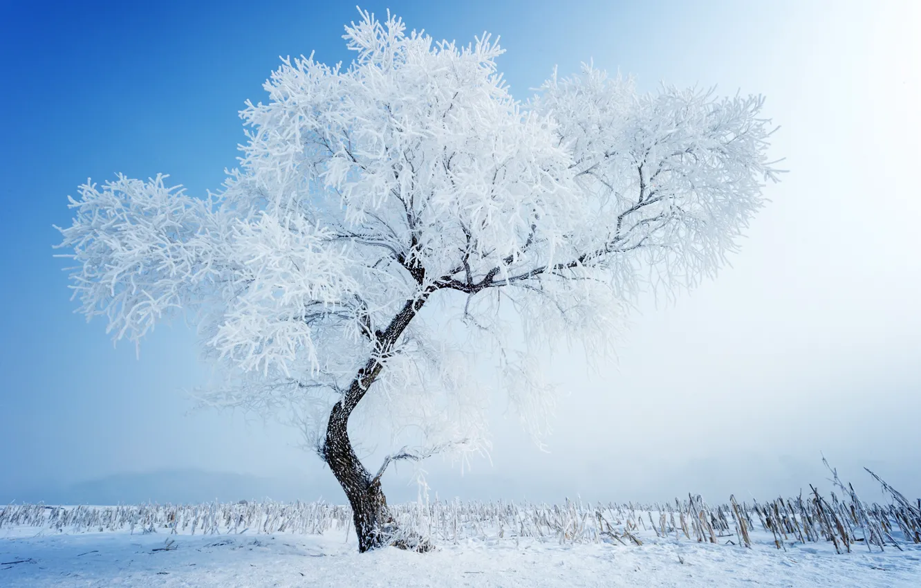 Photo wallpaper winter, snow, nature, tree