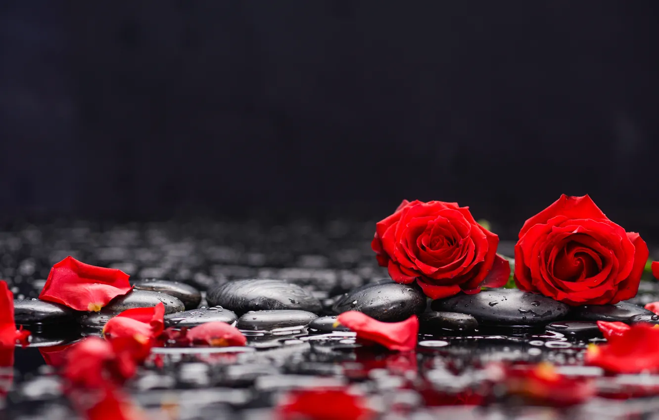 Photo wallpaper water, rose, petals, pebbles