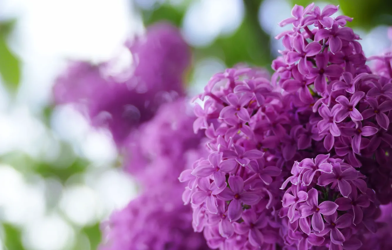 Photo wallpaper flowers, background, blur, spring, flowering, the bushes, lilac, bokeh