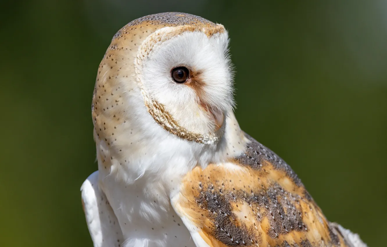 Photo wallpaper owl, portrait, the barn owl