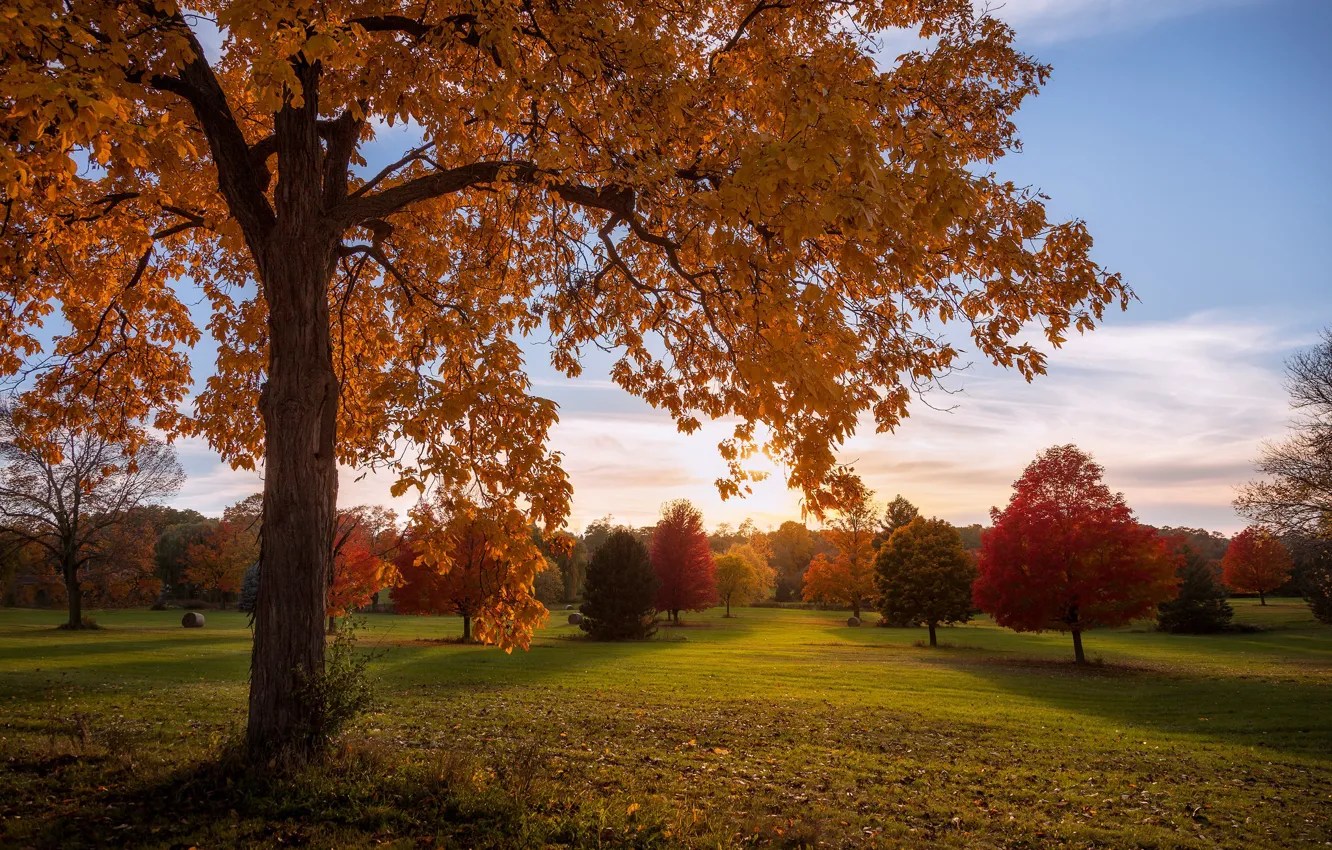 Photo wallpaper autumn, trees, Park, Wisconsin, Wisconsin