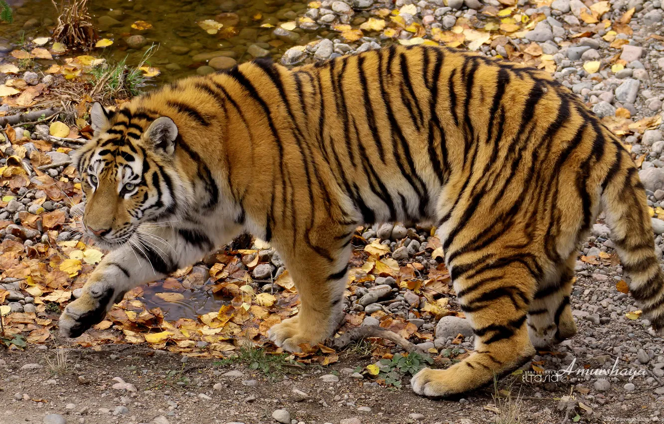 Photo wallpaper autumn, To amurska, the Amur tiger